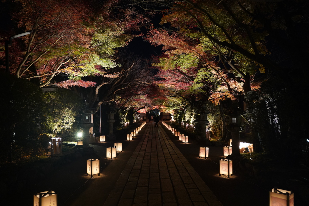 紅葉の道