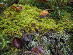 苔むす秋