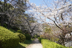 緑と桜の回廊