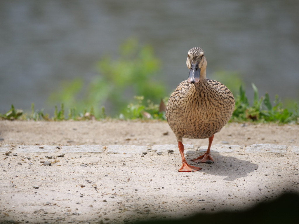 カモ、上陸する