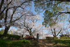桜と緑とベンチ