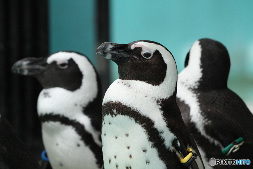 ケープペンギン