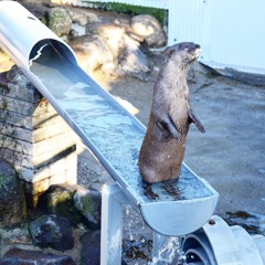 かわうそう