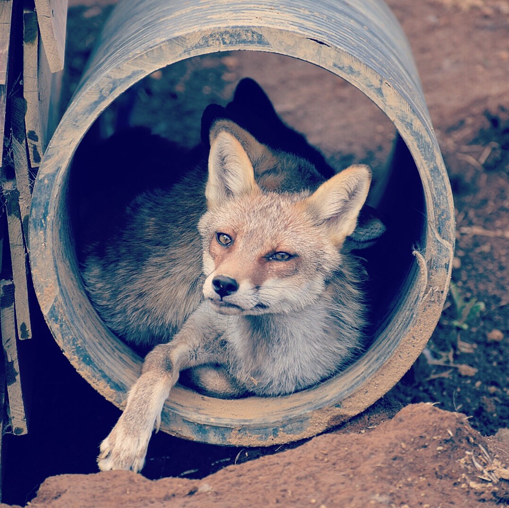きつね