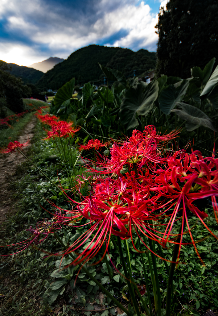 地獄花