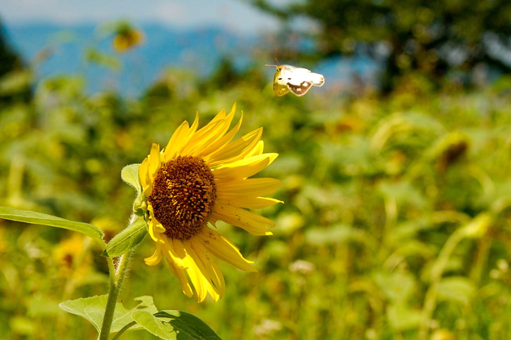 花の蜜を求めて