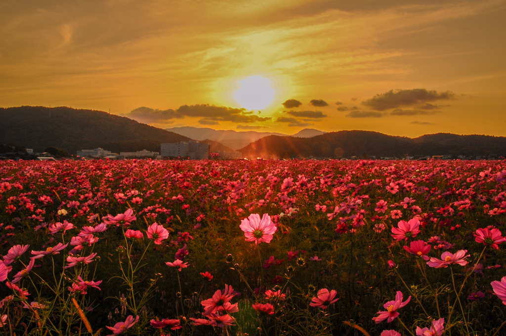 夕空と秋桜