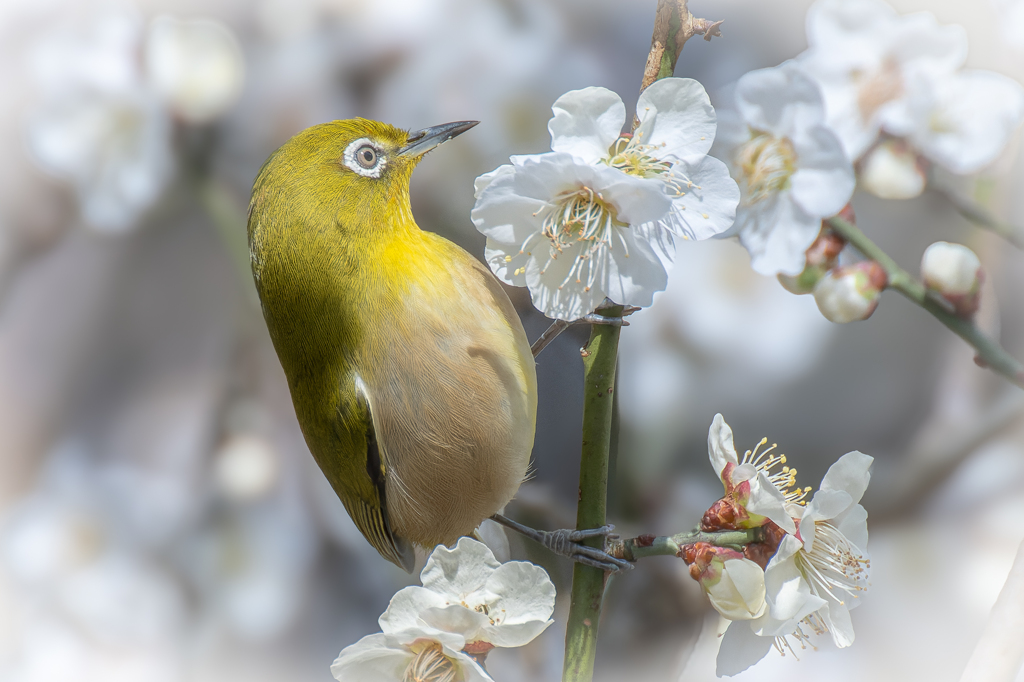 春の訪れ