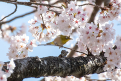 桜とメジロ