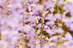 藤色に染まりて