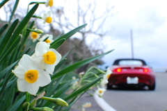咲き始めの越前水仙と愛車