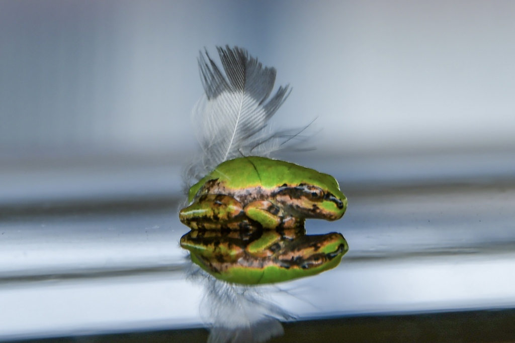 オシャレな雨蛙（横から）