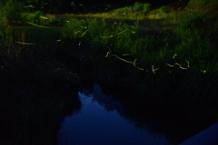 ホタルの舞う小川