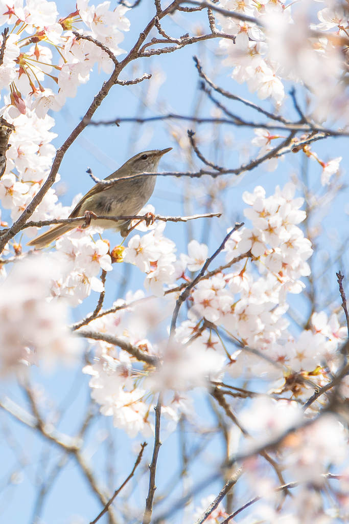 桜にウグイス