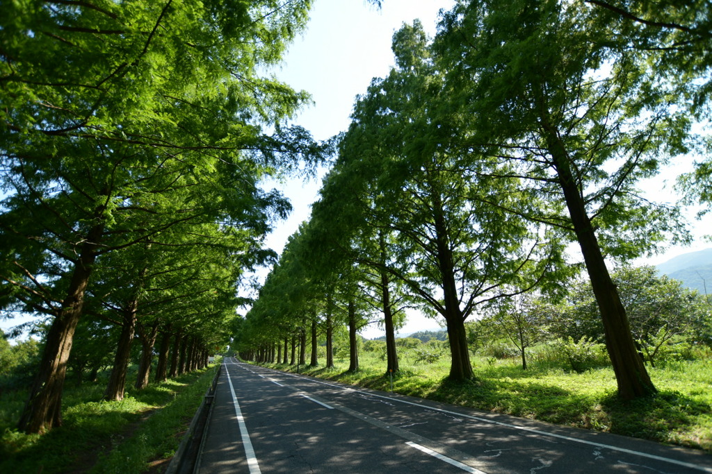 夏のメタセコイヤ並木道