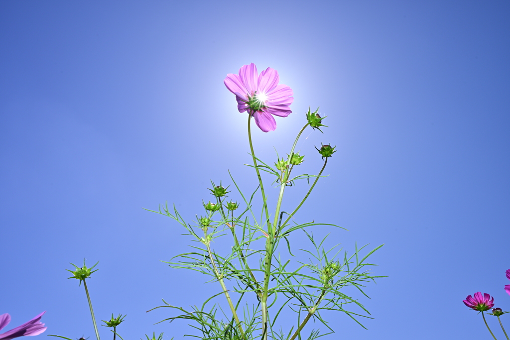薄紅の秋桜