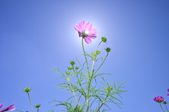 薄紅の秋桜