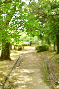 新緑の散歩道