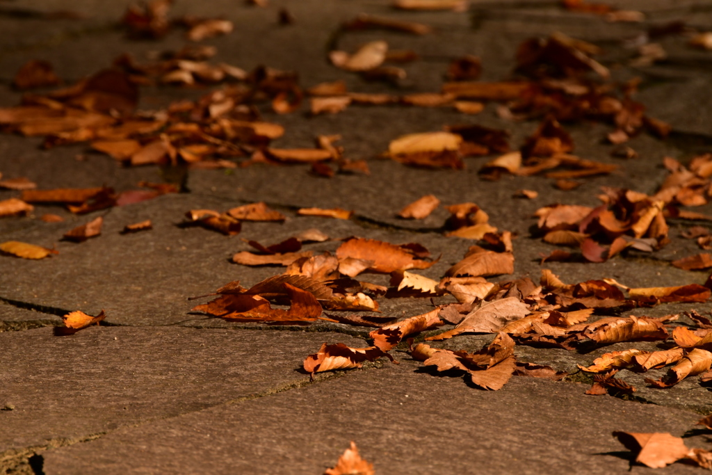 晩秋の 落ち葉ひらひら 舞い落ちる