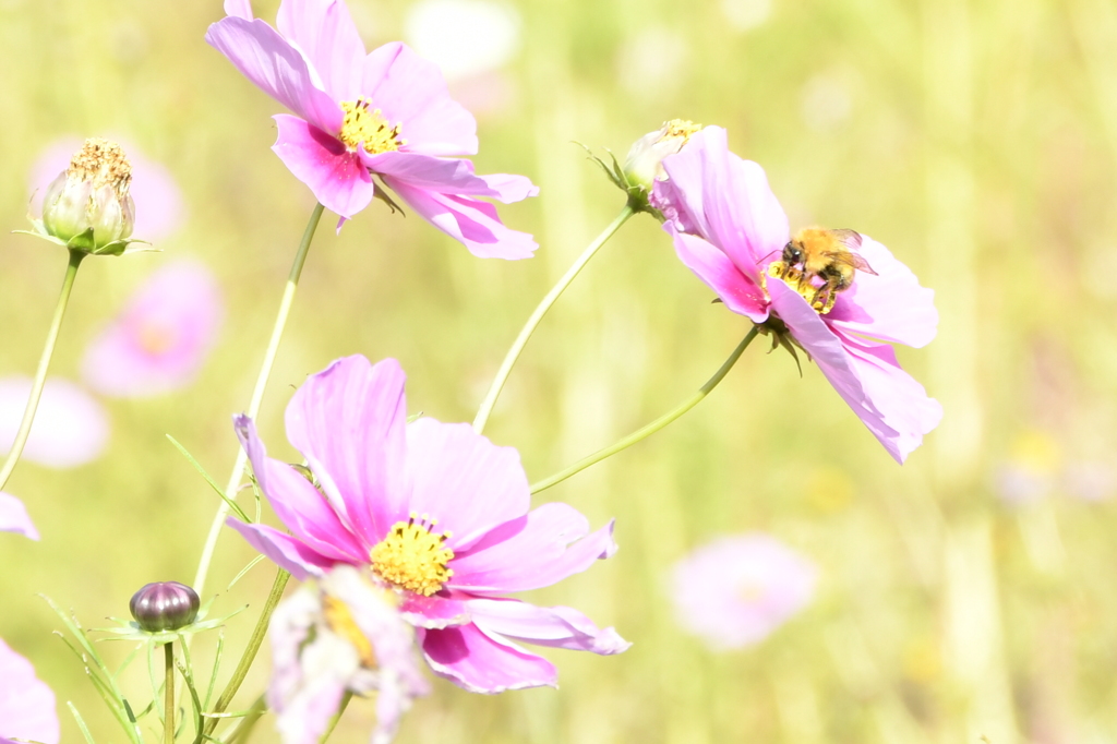晩秋の 花にミツバチ 導かれ