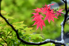 新緑の中の赤紅葉