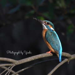 カワセミ♂