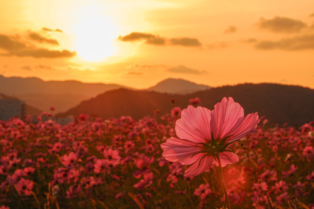 夕空と秋桜