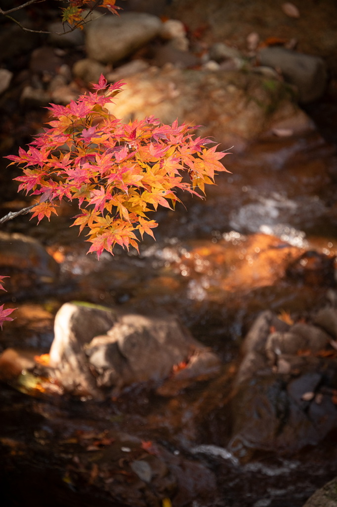 紅葉狩り