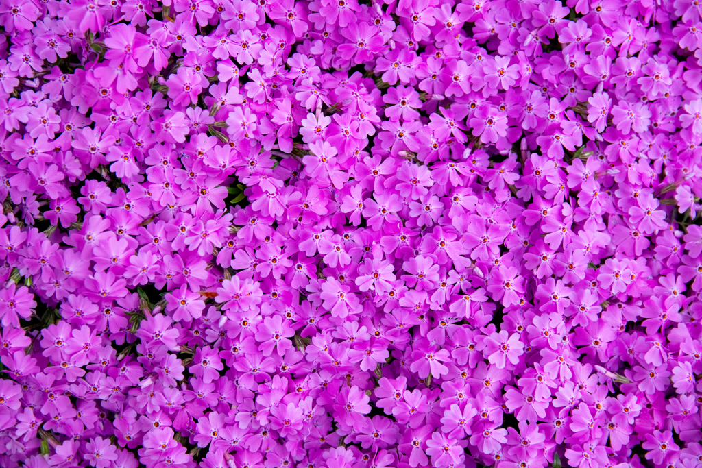 芝桜満開