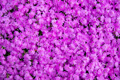 芝桜満開