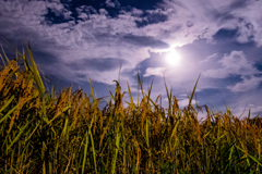 長月の月と稲穂