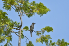 誰か仲間いないかな