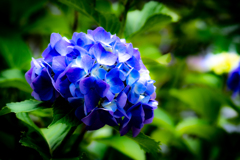 紫陽花