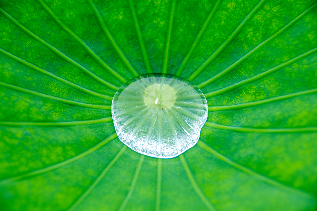 蓮の葉のロータス効果