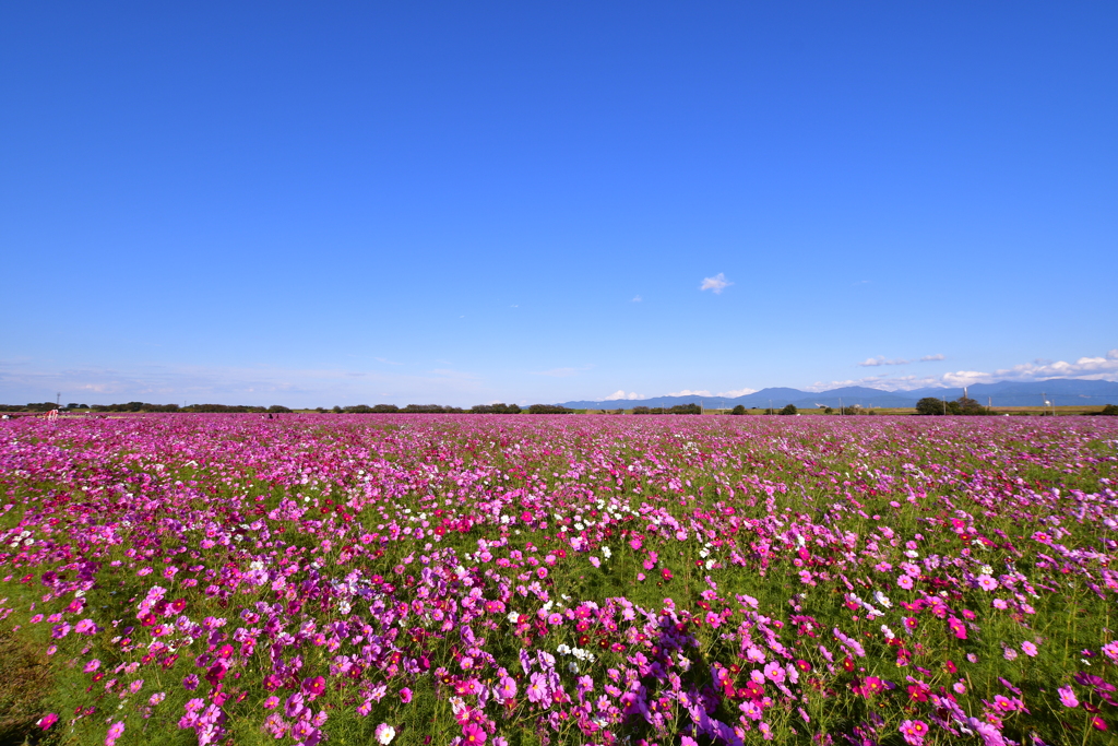一億本の秋桜