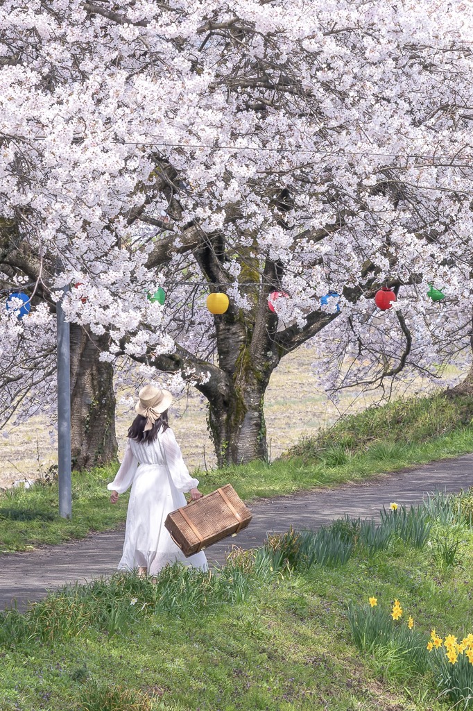 桜並木の遊歩道で