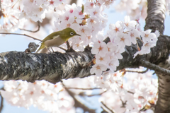 メジロと桜