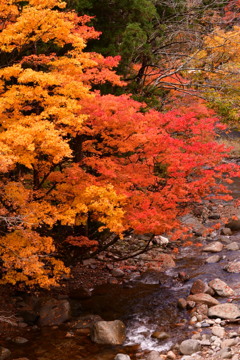 九頭龍川の源流の紅葉