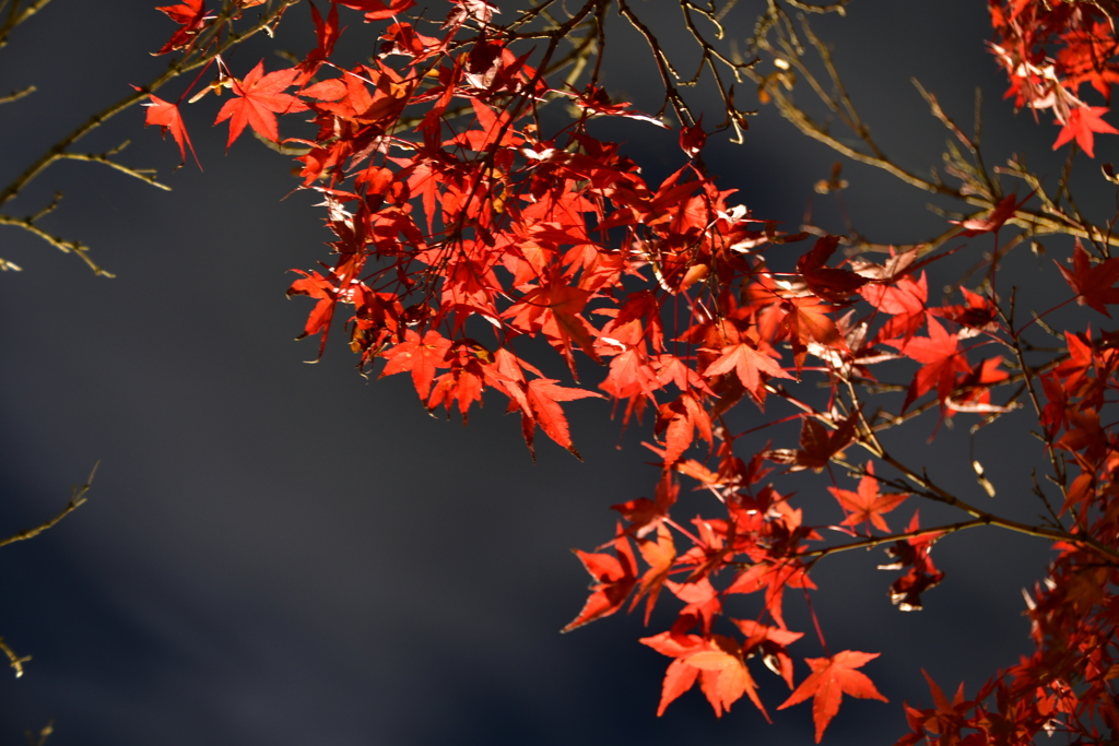 夜空に紅く燃ゆる