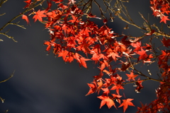夜空に紅く燃ゆる