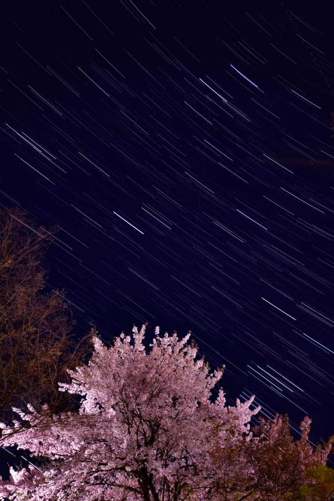 夜桜に降り注ぐ