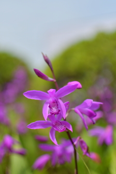 この花の名前は？知らん！（紫蘭）