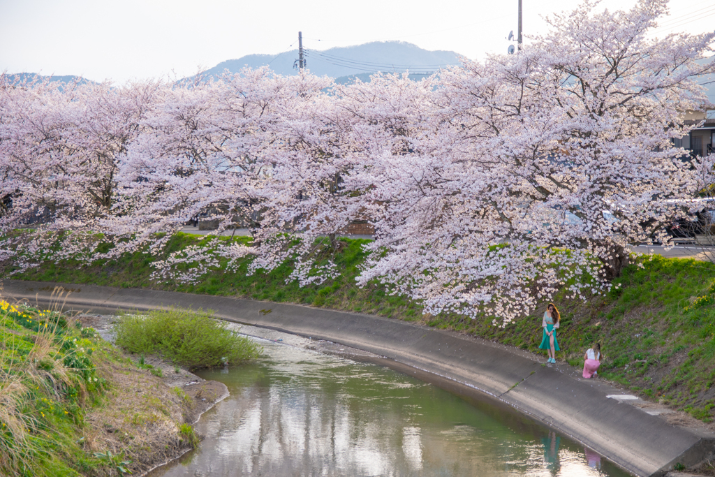 桜満開