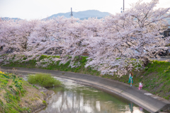 桜満開