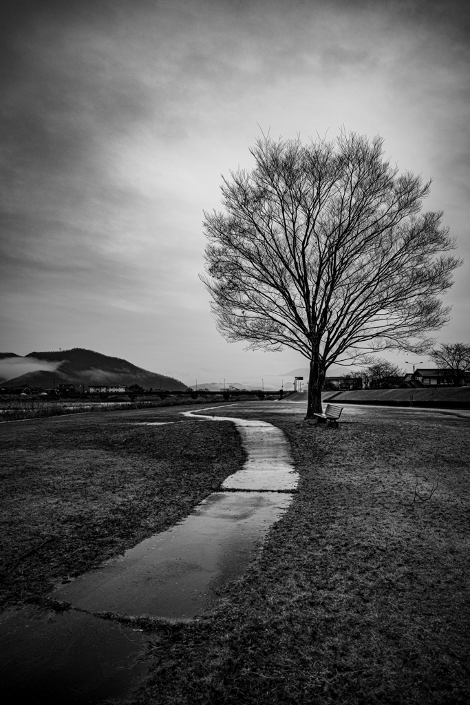 雨の遊歩道