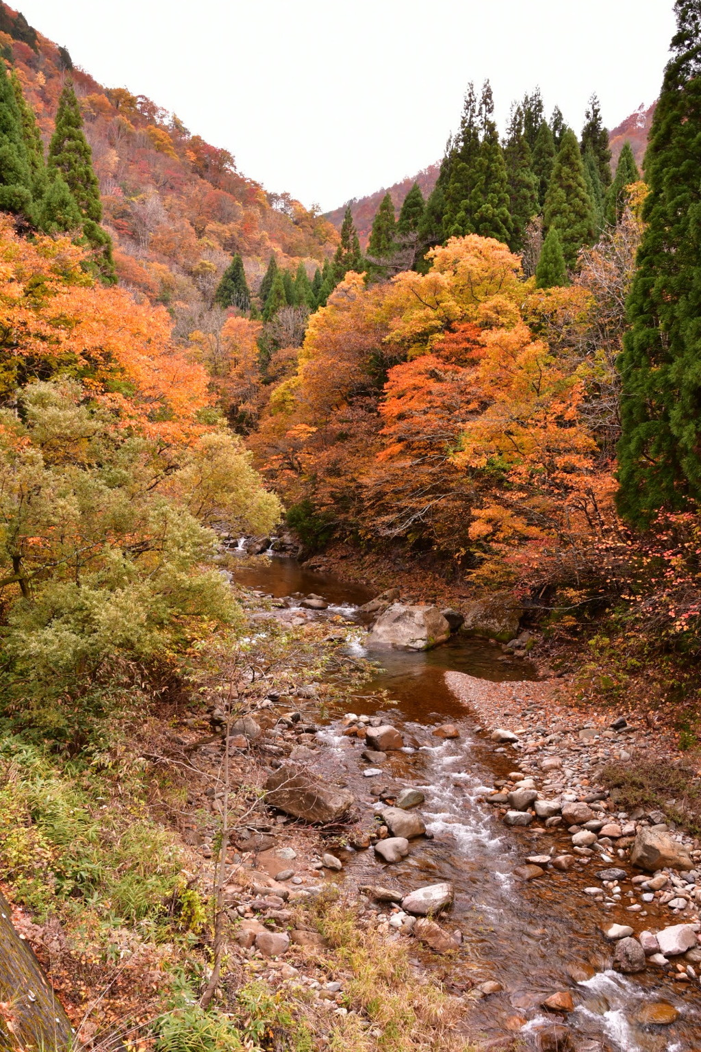 秋麗 錦織りなす 九頭龍ぞ