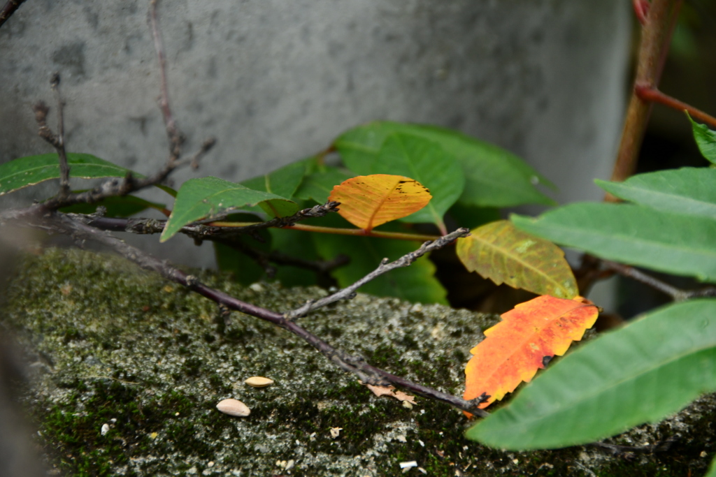 こんな所にも秋
