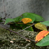こんな所にも秋