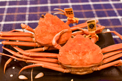 解禁採れたて越前がに