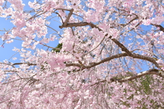 青空としだれ桜